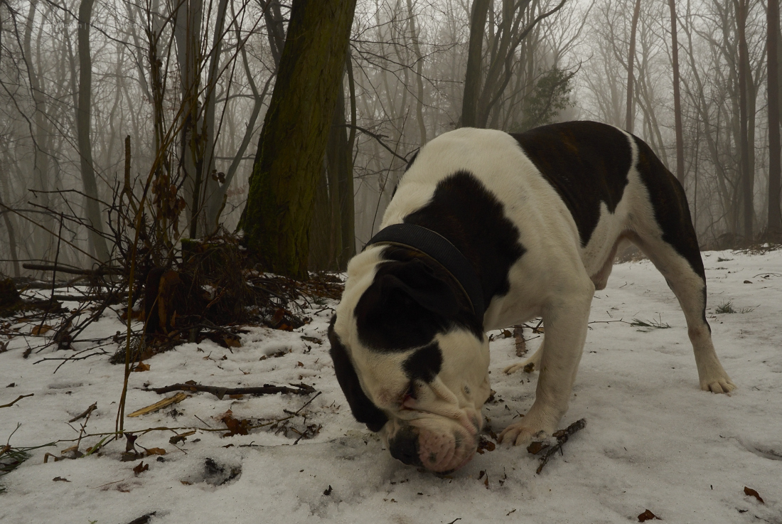 alwin the olde british bulldog