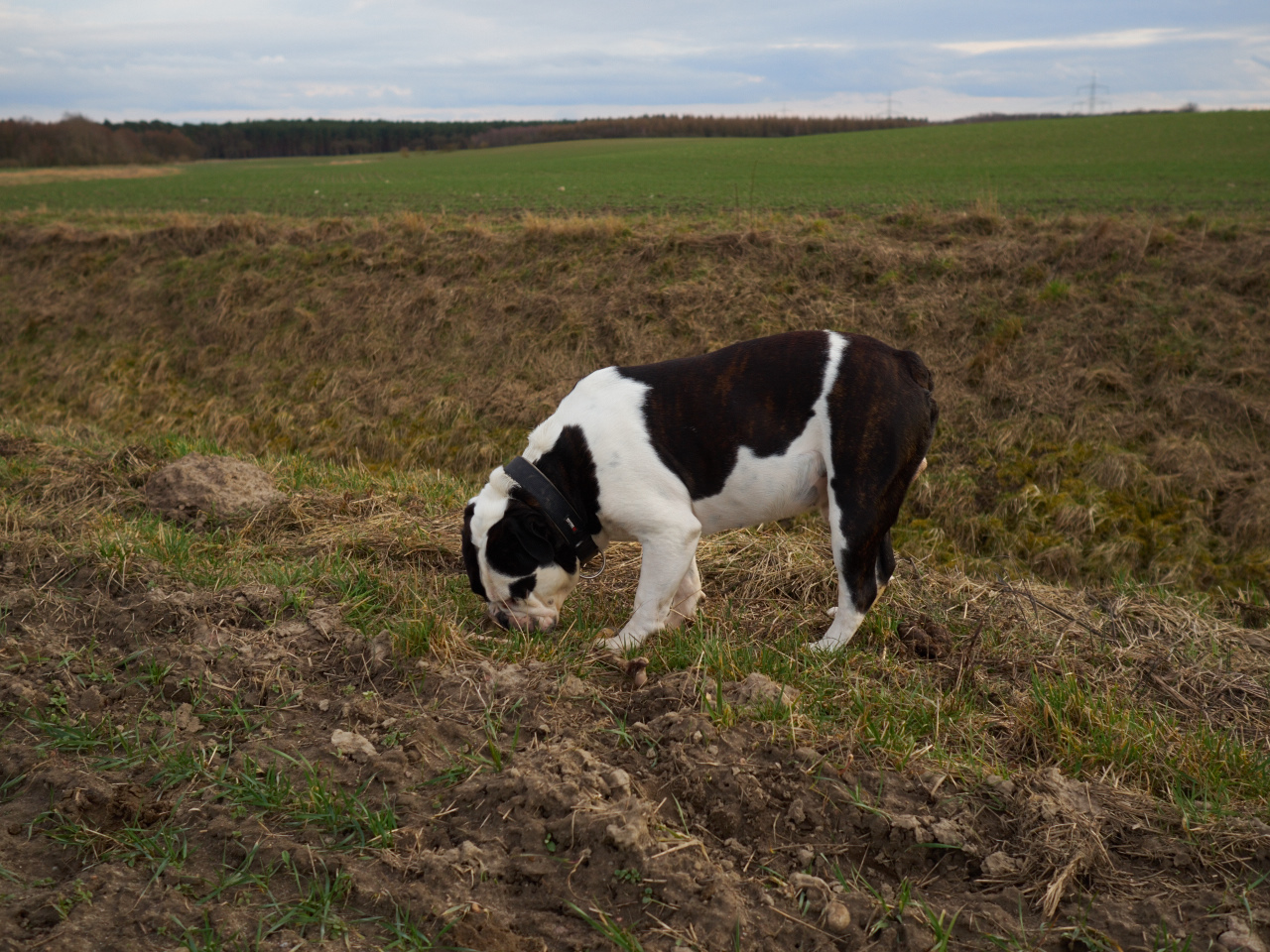 olde british bulldog