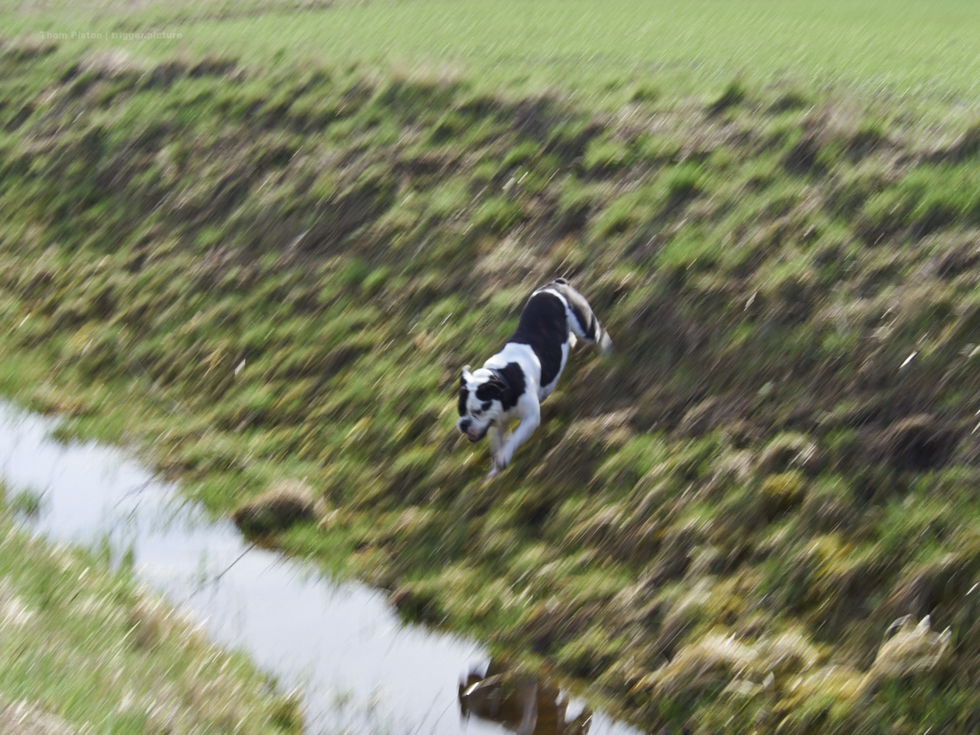 british bulldog, bulldogge