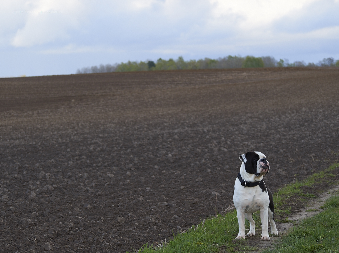 alwin the olde british bulldog auf SEINEM feld