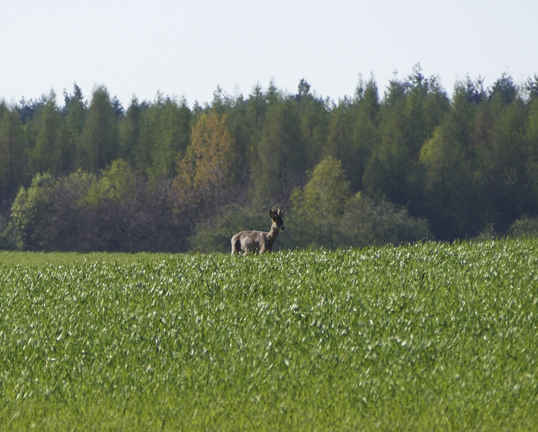 rehe am dakota home