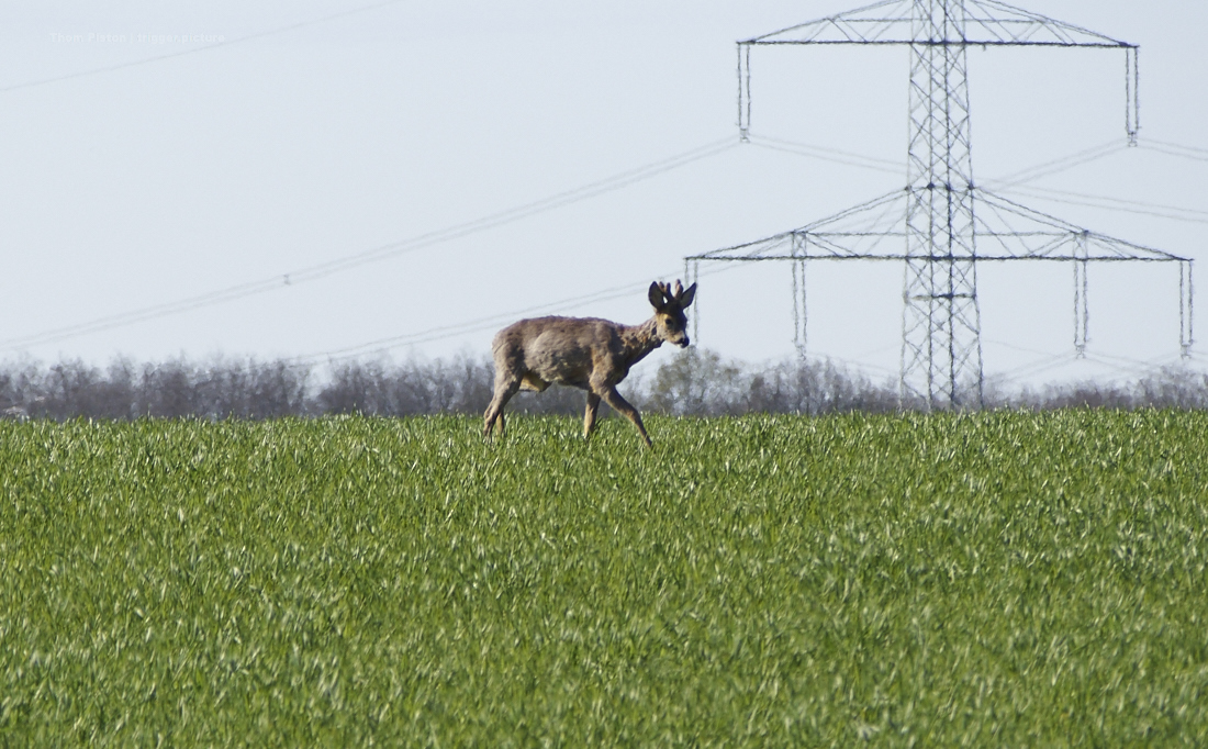 Rehe, Enten, Störche, Gänse, Kraniche beim Dakota Home