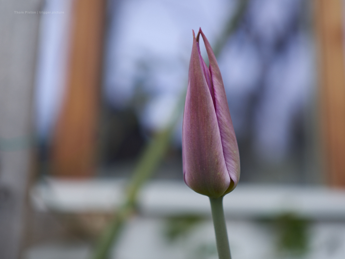 der Garten des Dakota Home’s macht vorwärts…