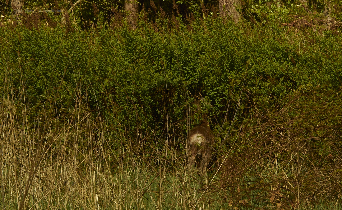 rehe von hinten im wald beim dakota home