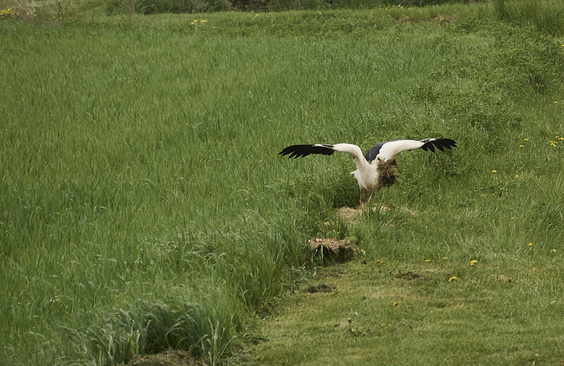 der storch in action am dakota home