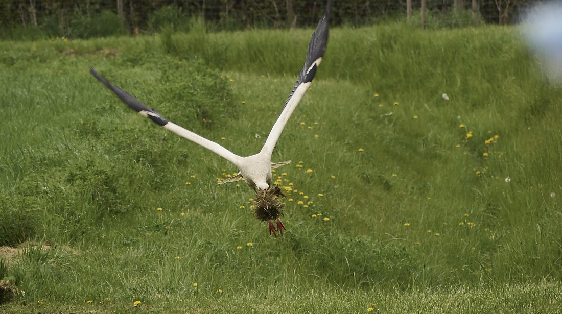 der storch hat zu tragen