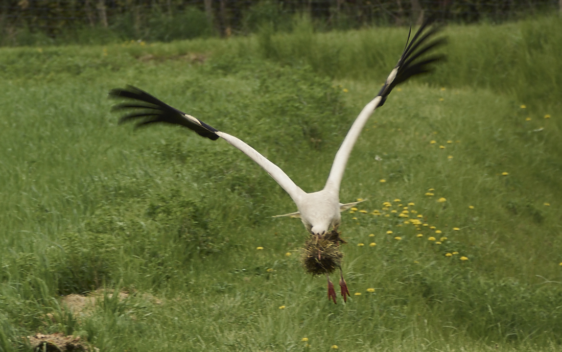 der storch am dakotahomeist fleissig