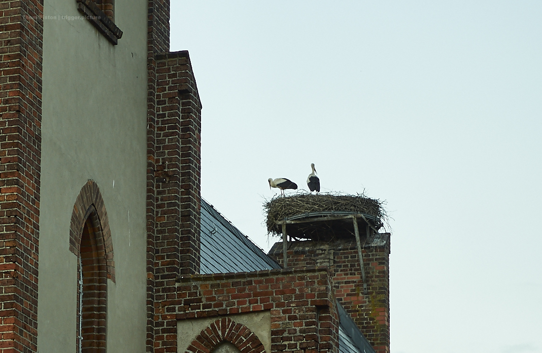 dakotahome, storch, störche