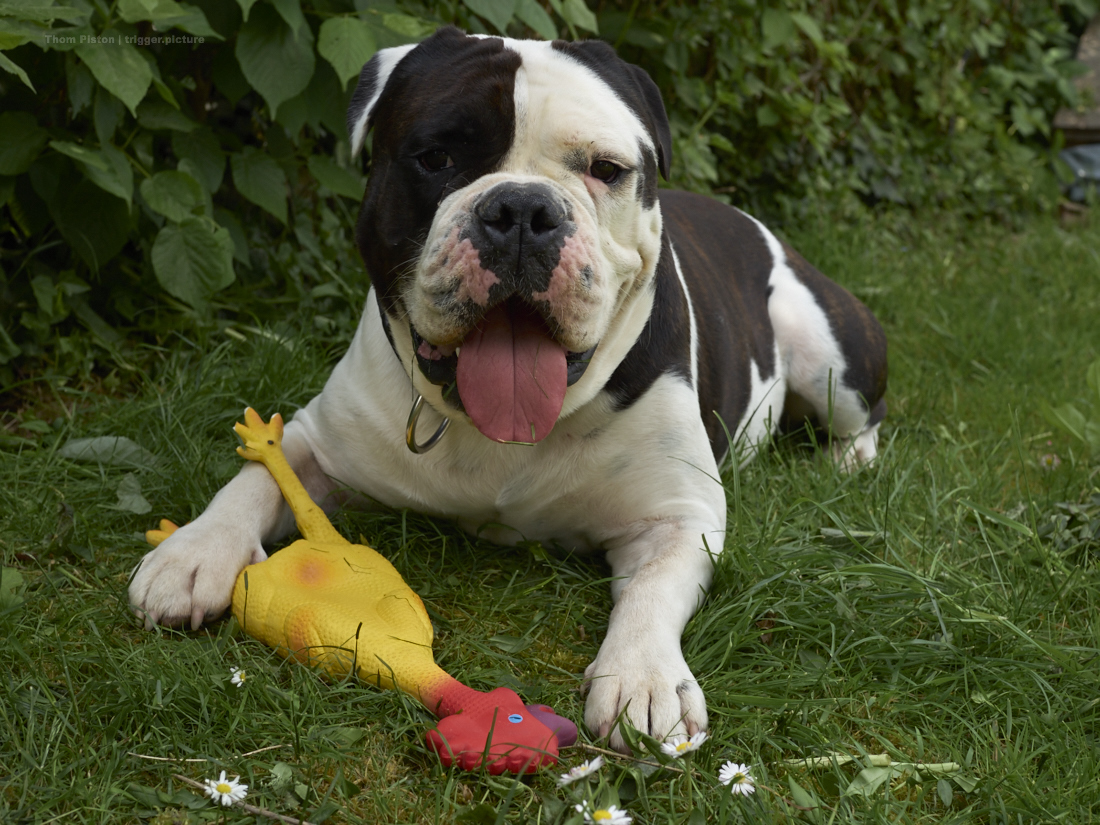 Alwin the olde british bulldog, bulldogge, english bulldog