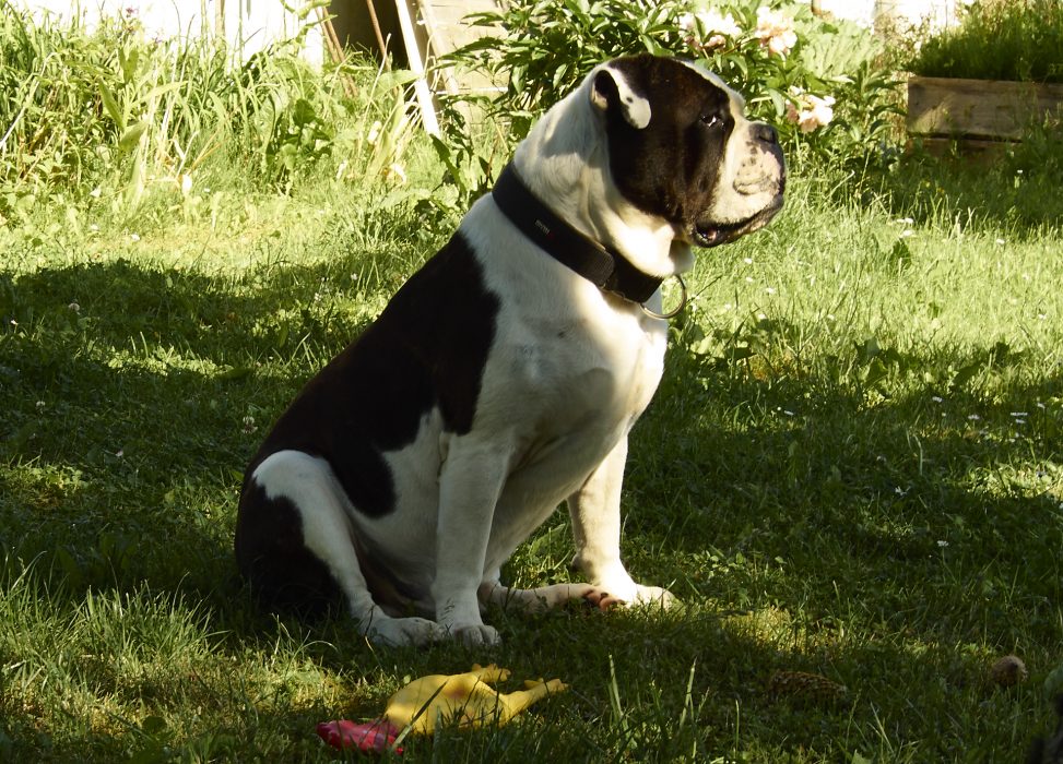 Alwin the british bulldog