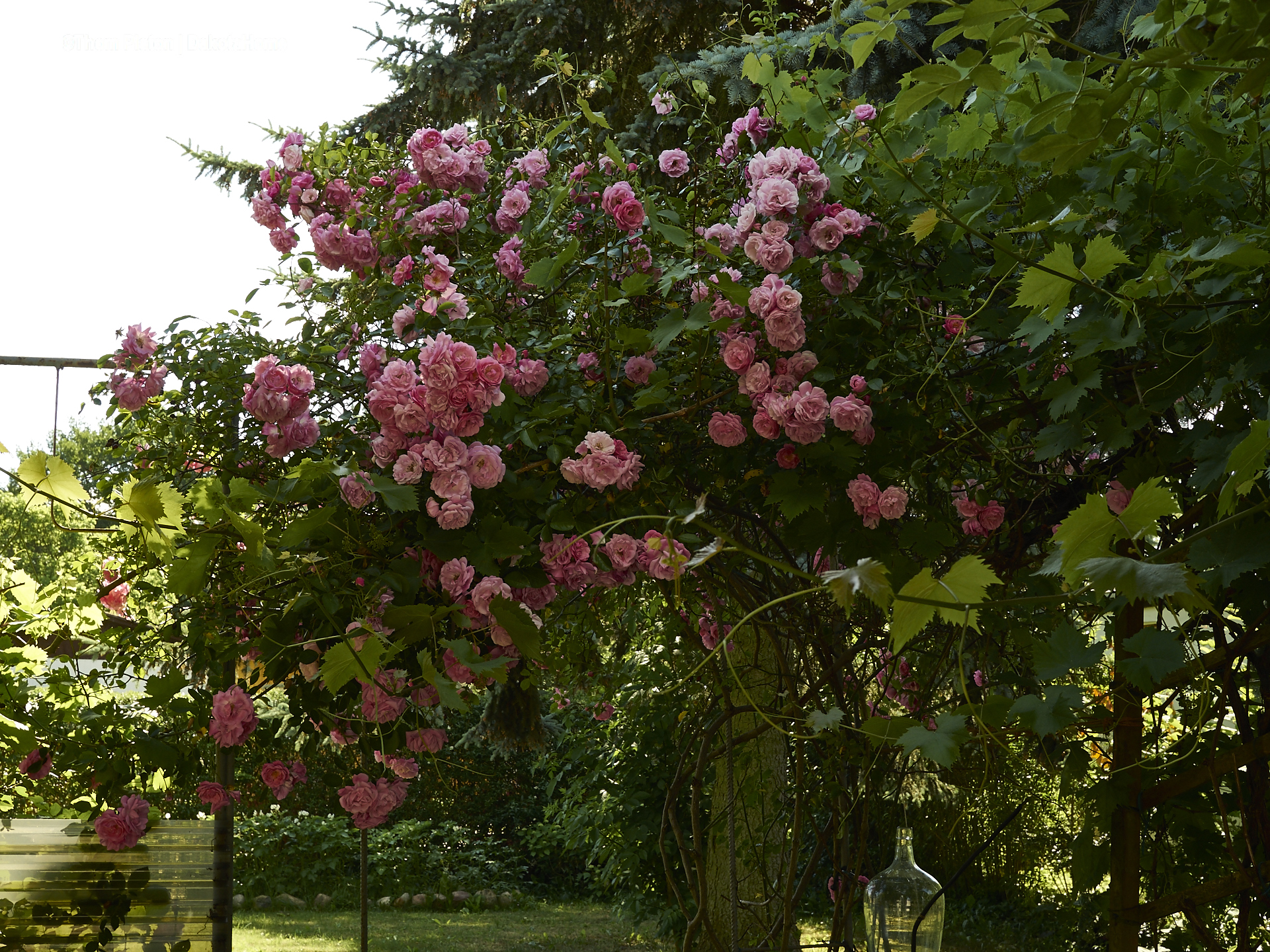 rosen rosen rosen an der pondeROSA