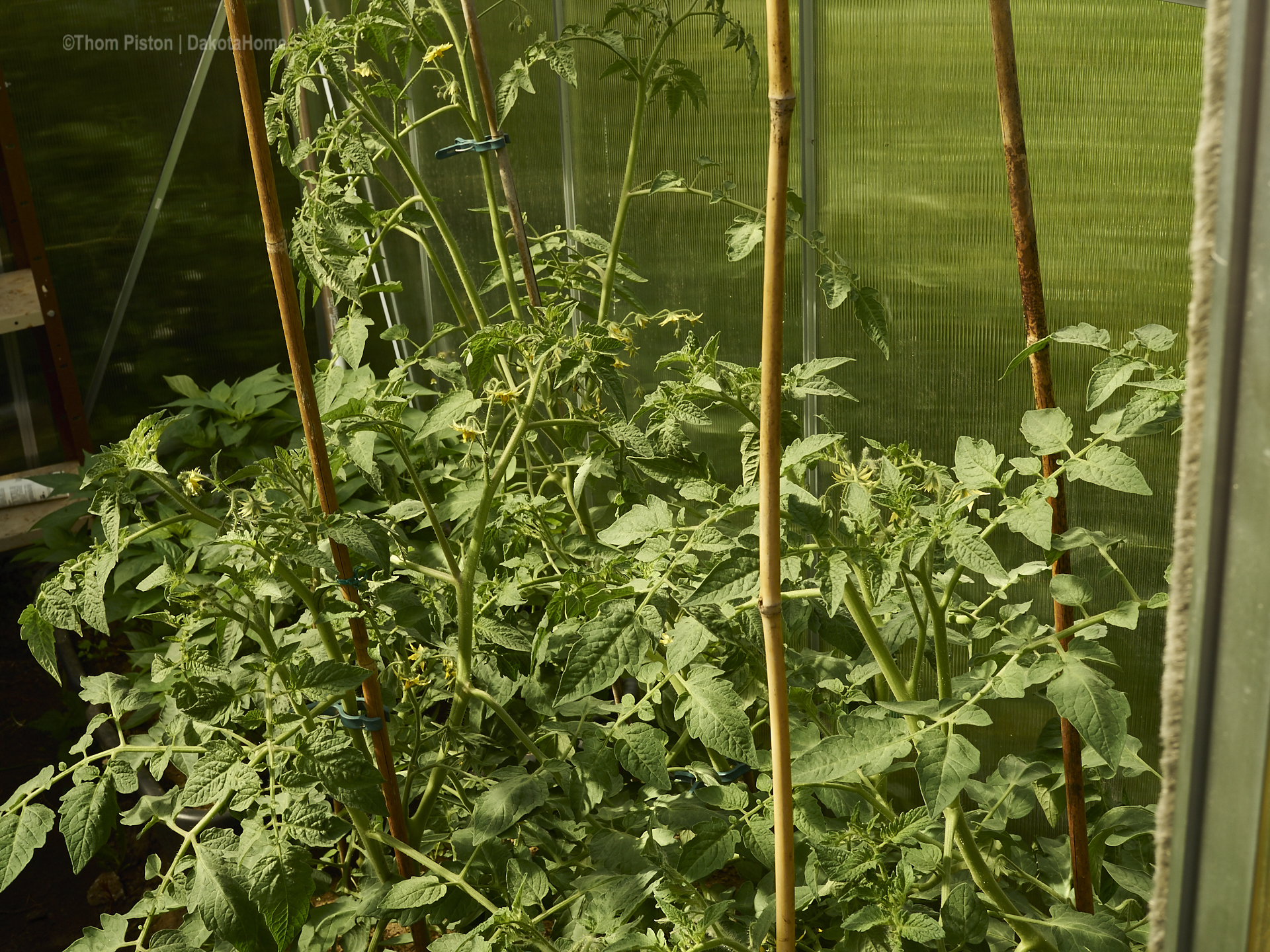 Tomatenpflanzen im Gewächshaus