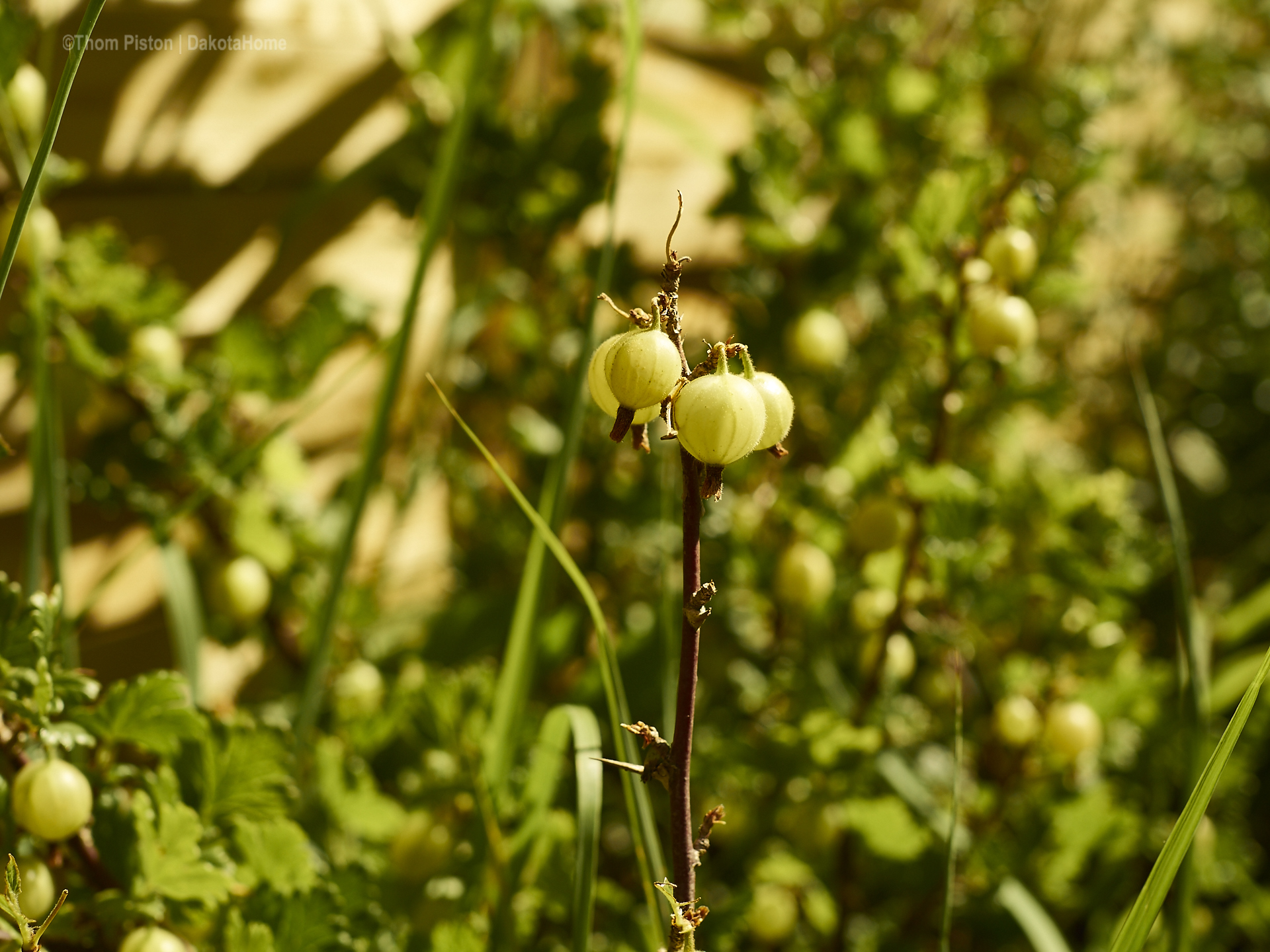 Stachelbeeren at PondeROSA