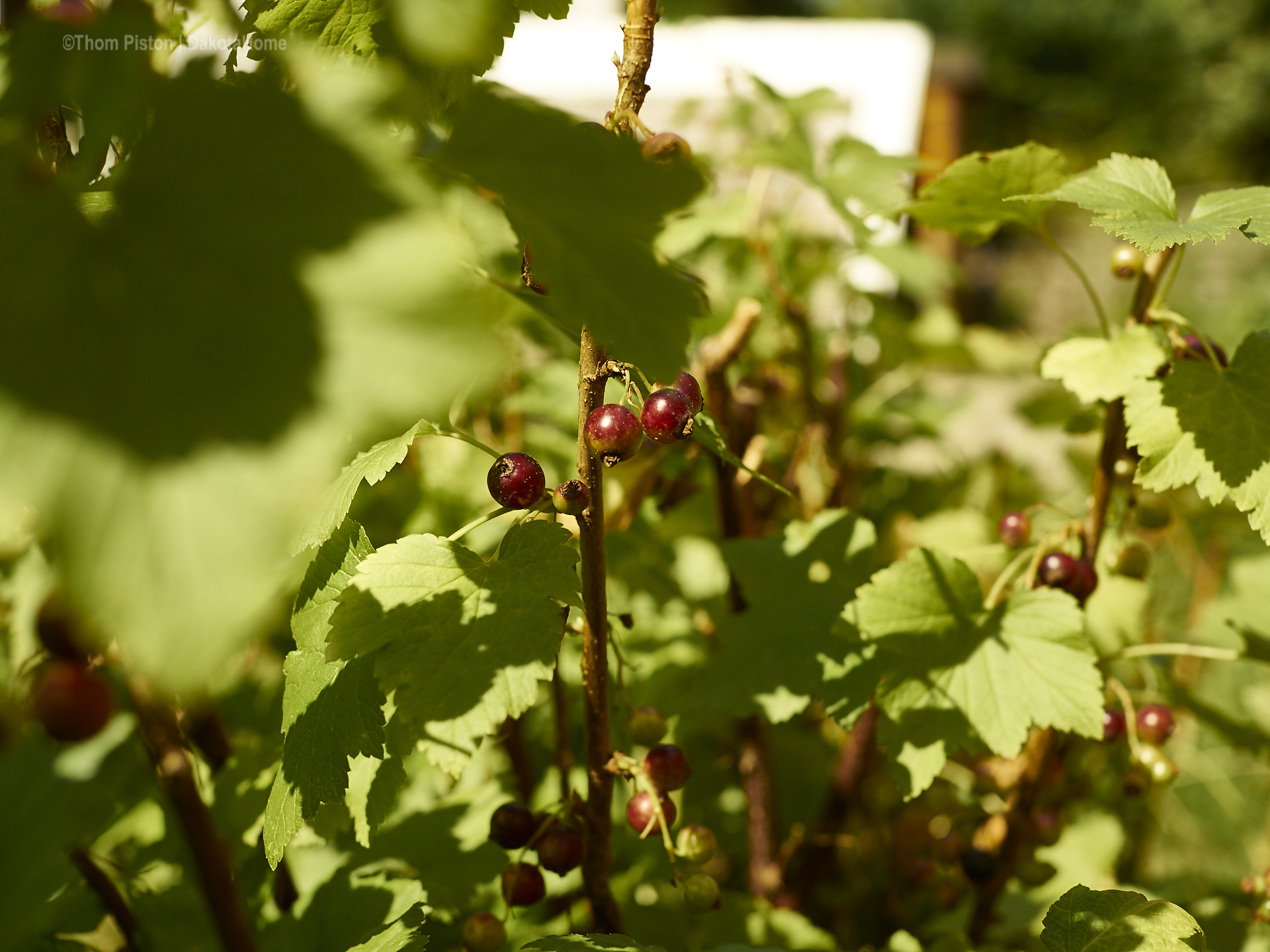 Beeren at PondeROSA