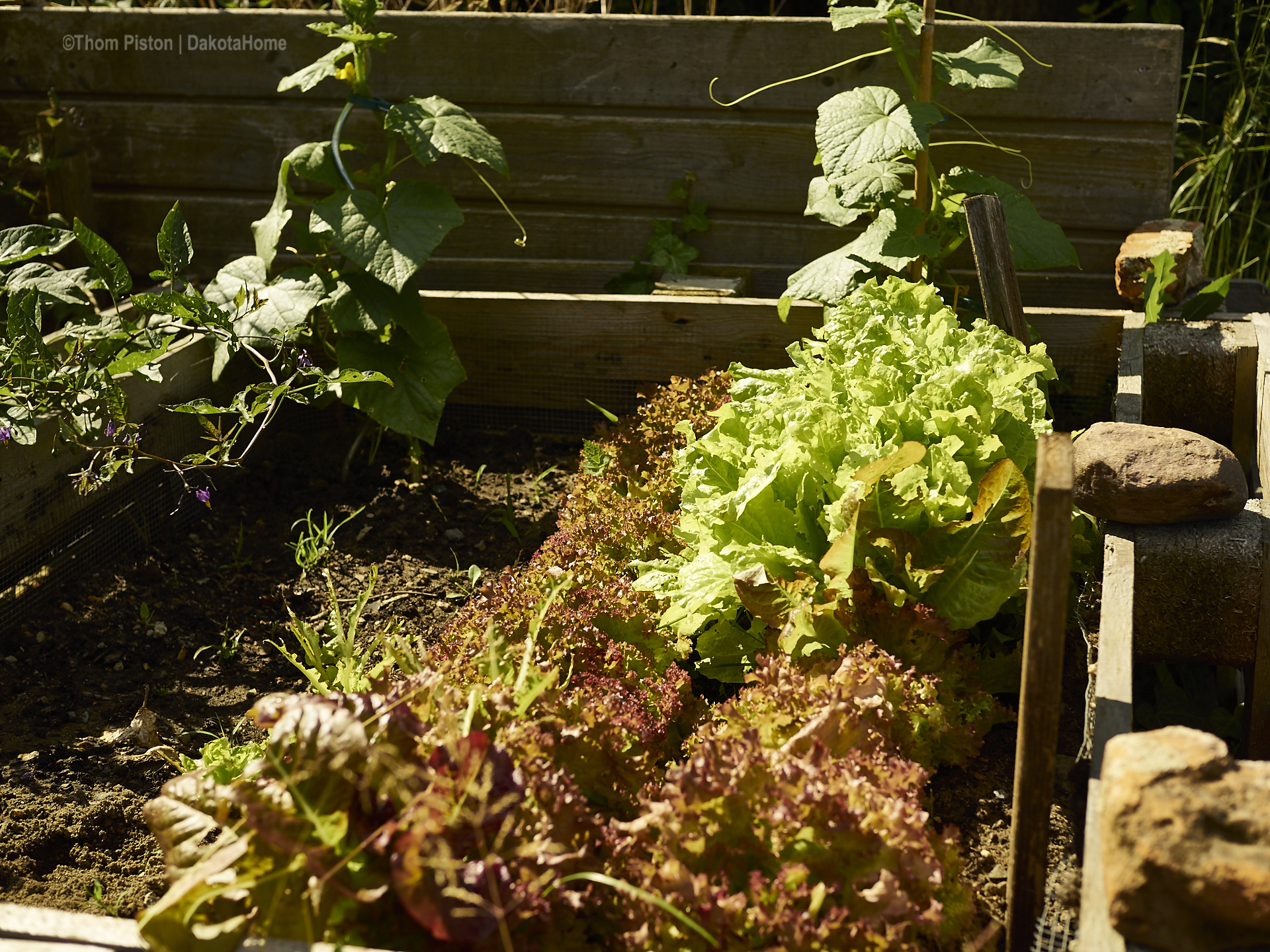 Salat und Gurken at Dakota Home