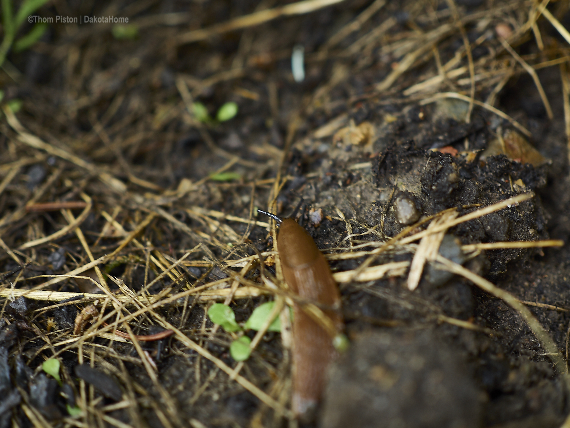 nacktschnecken pest