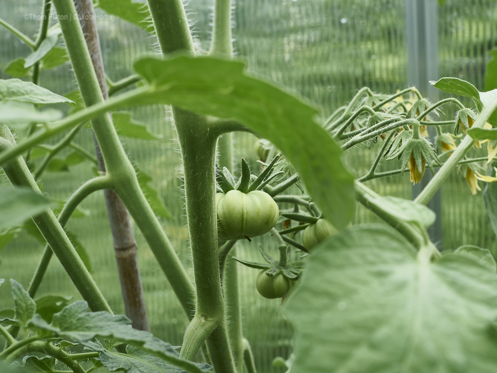 Tomaten in dem gewächshaus der pondeROSA