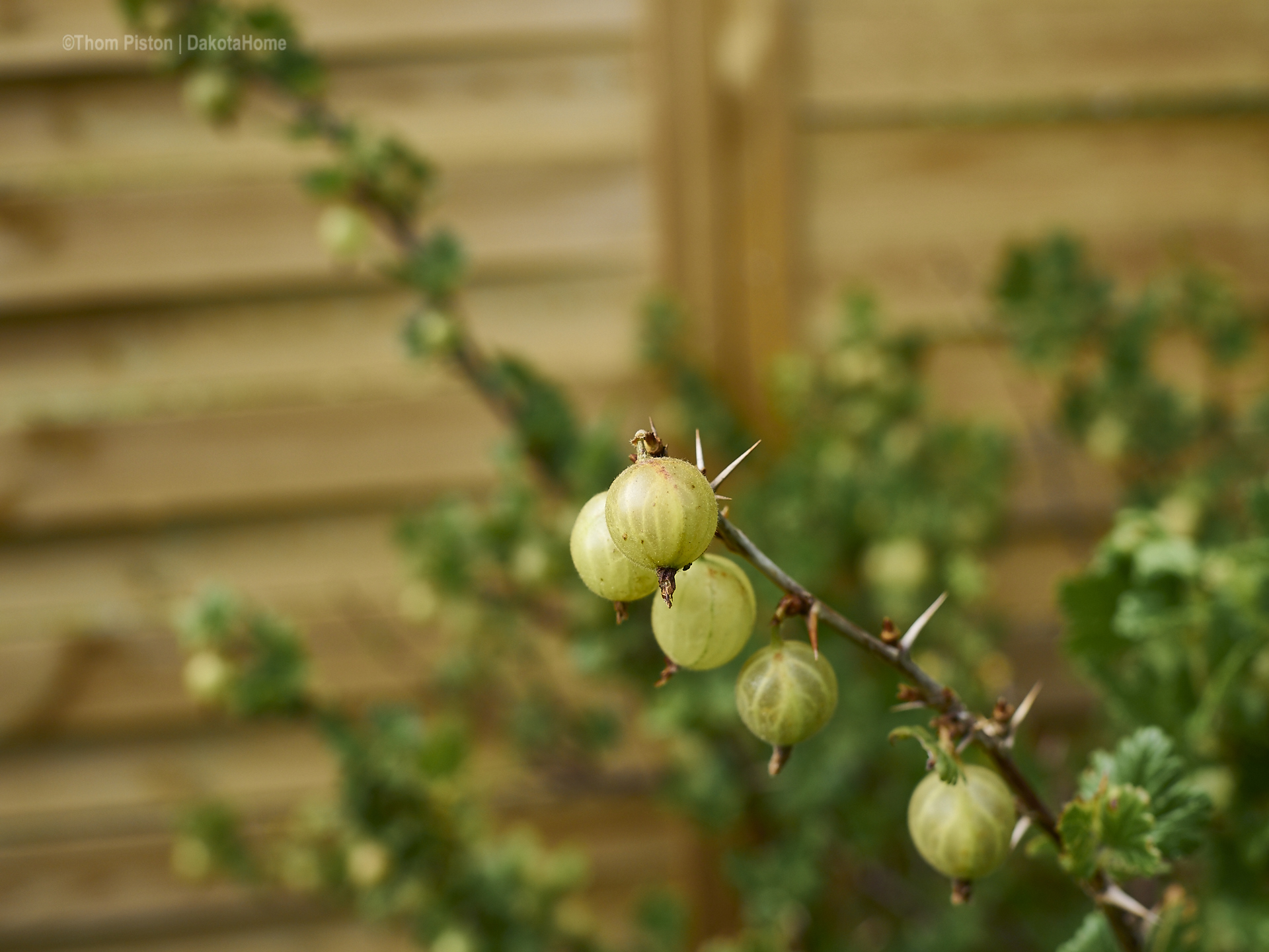 Stachelbeeren