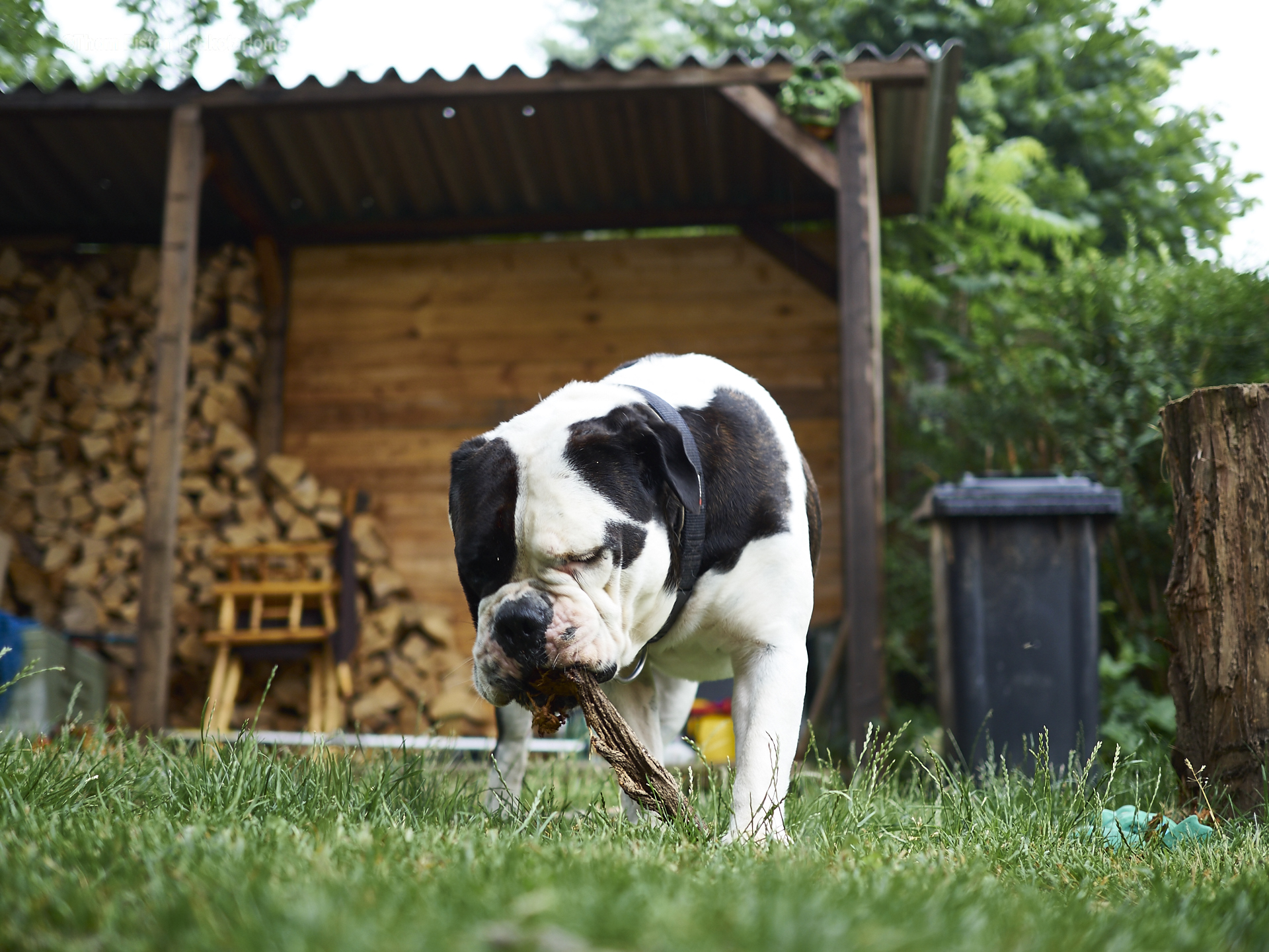 alwin the olde british bulldog