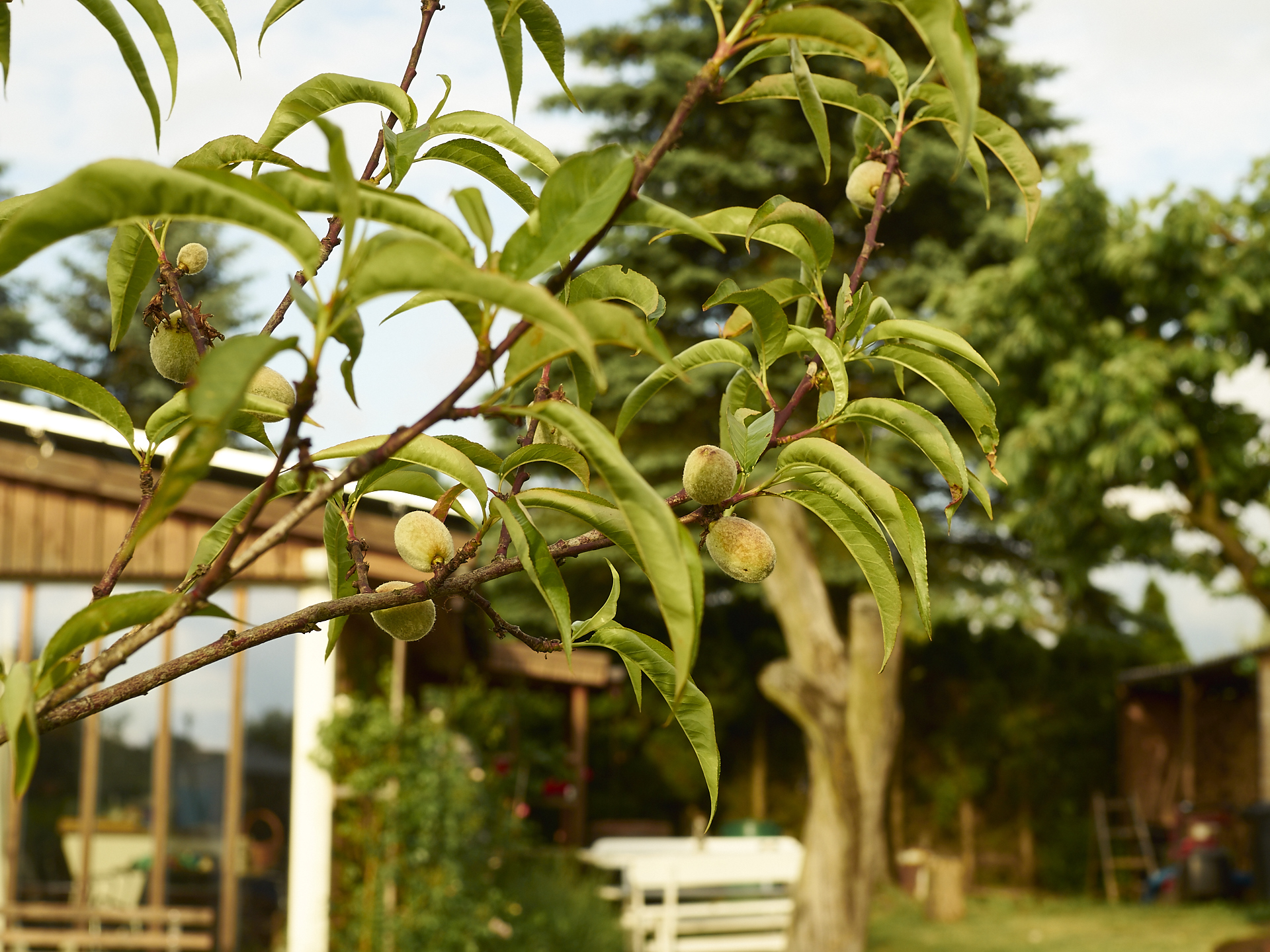 aprikosenbaum im dakota home