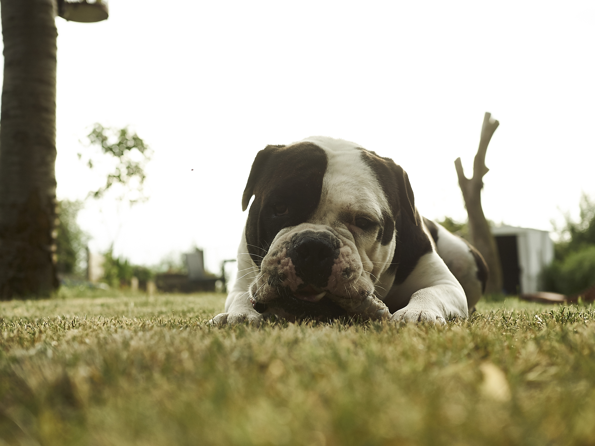 alwin the olde british bulldog