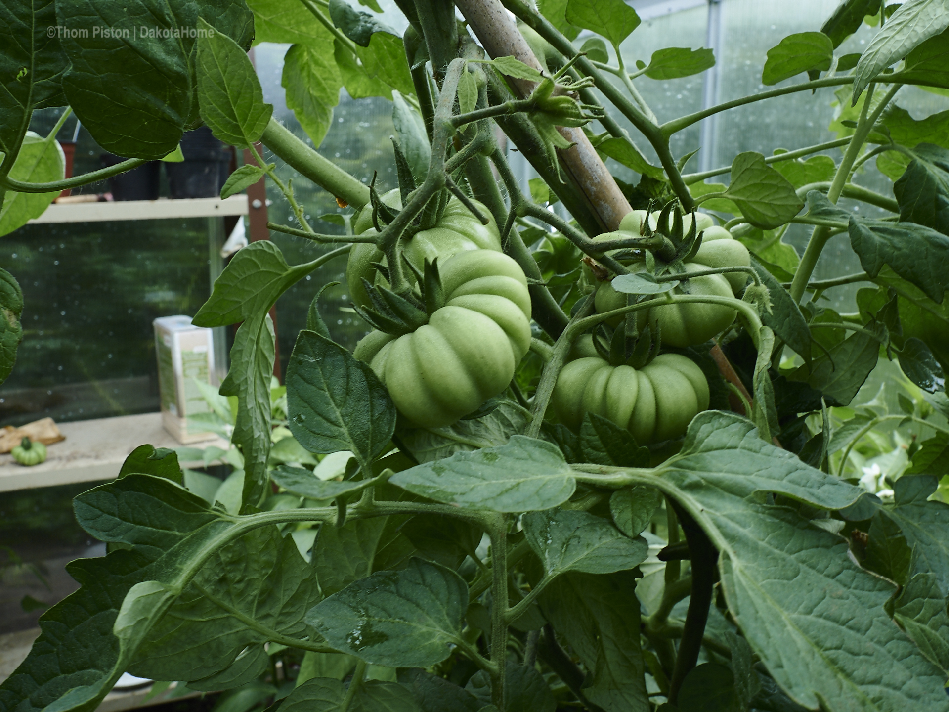 Tomaten im Gewächshaus