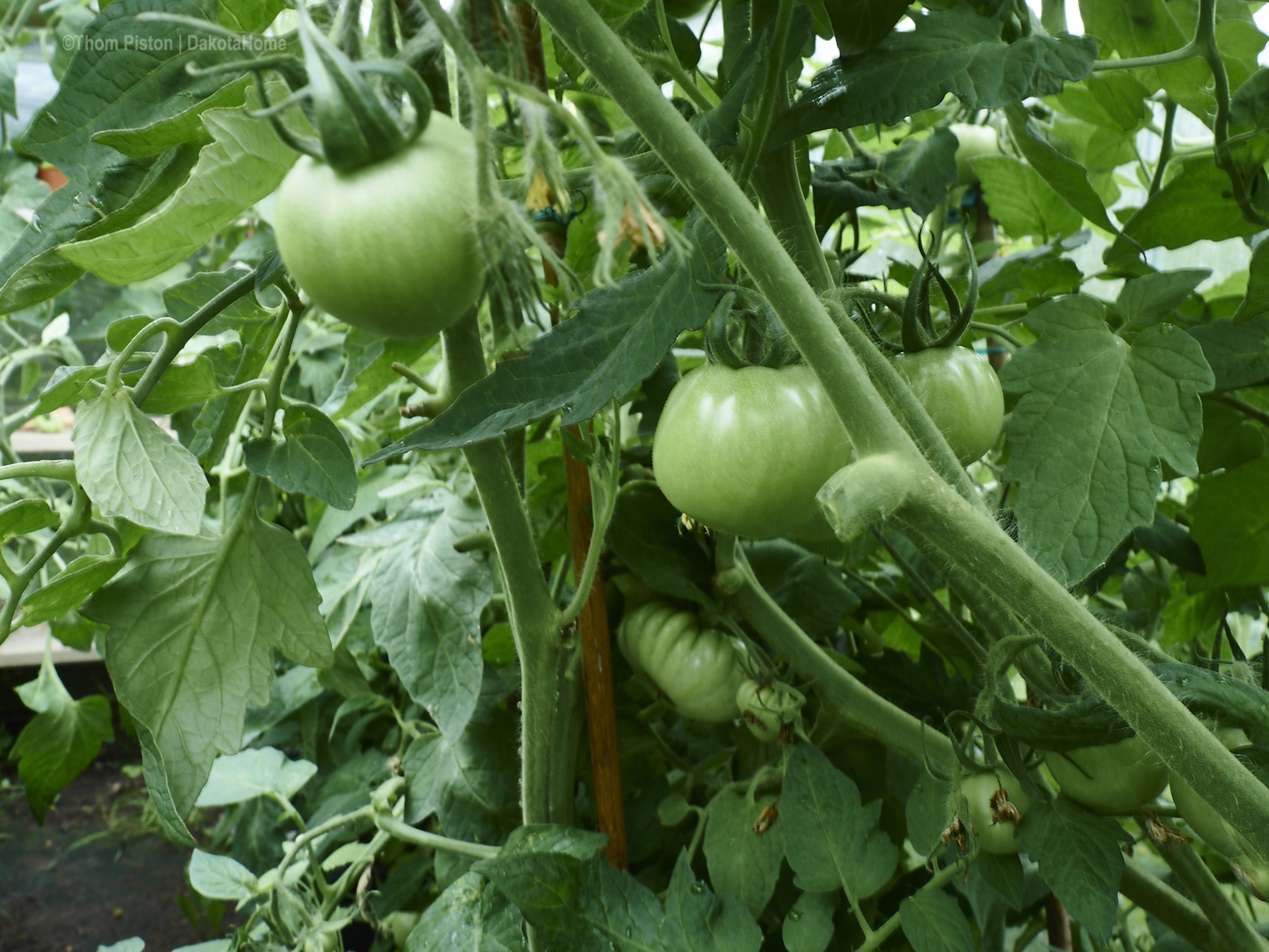 unsere anderen Tomaten im Gewächshaus