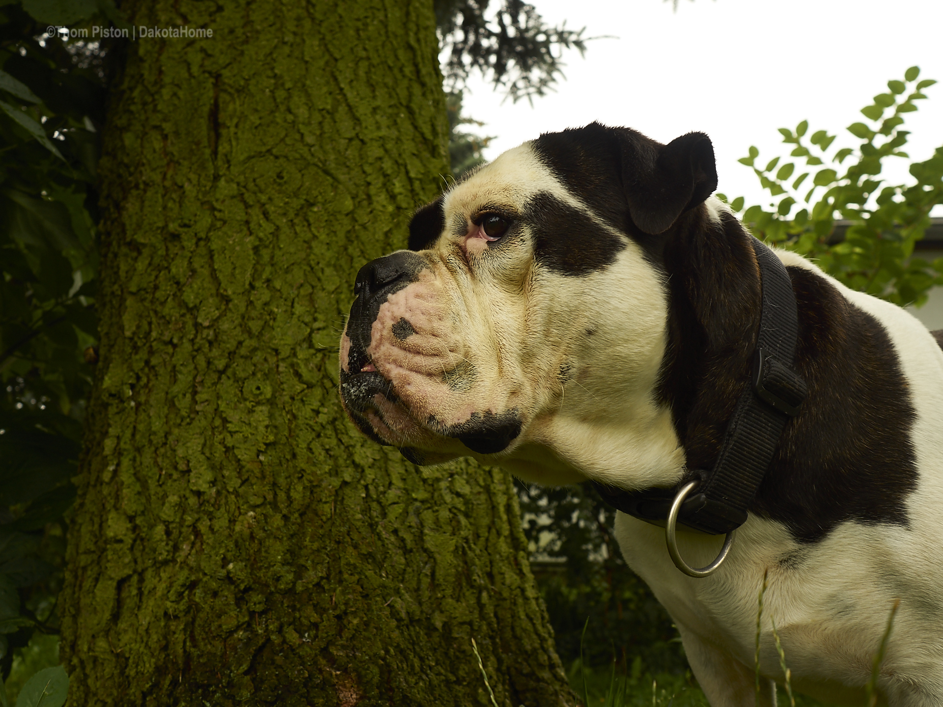 Alwin the Olde British Bulldog