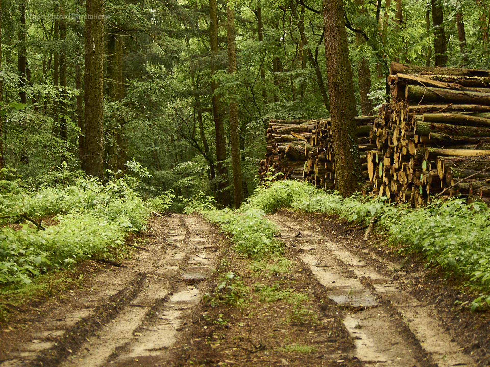 Wald incl. geschlagenem Holz