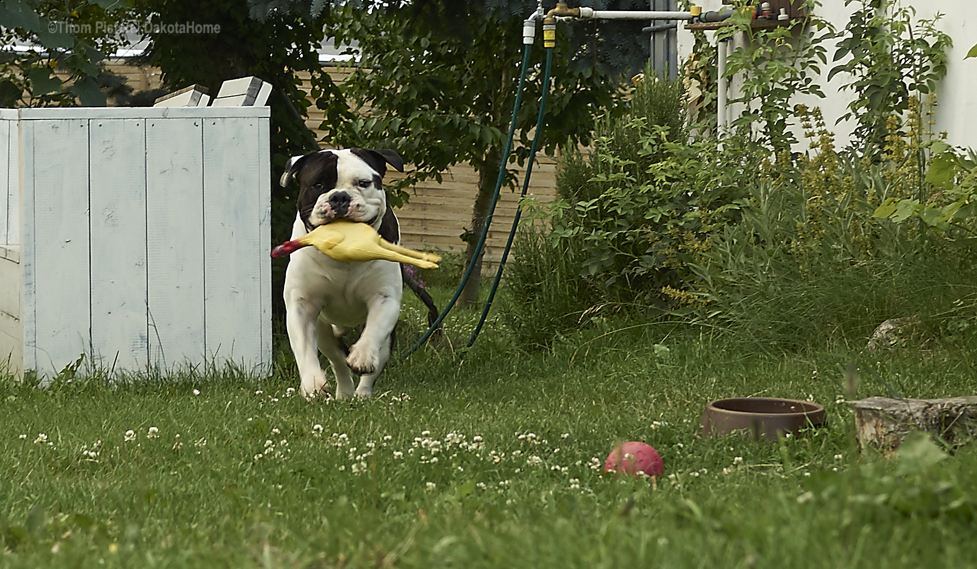 Alwin the olde british bulldog hat sein 4. geburtstag