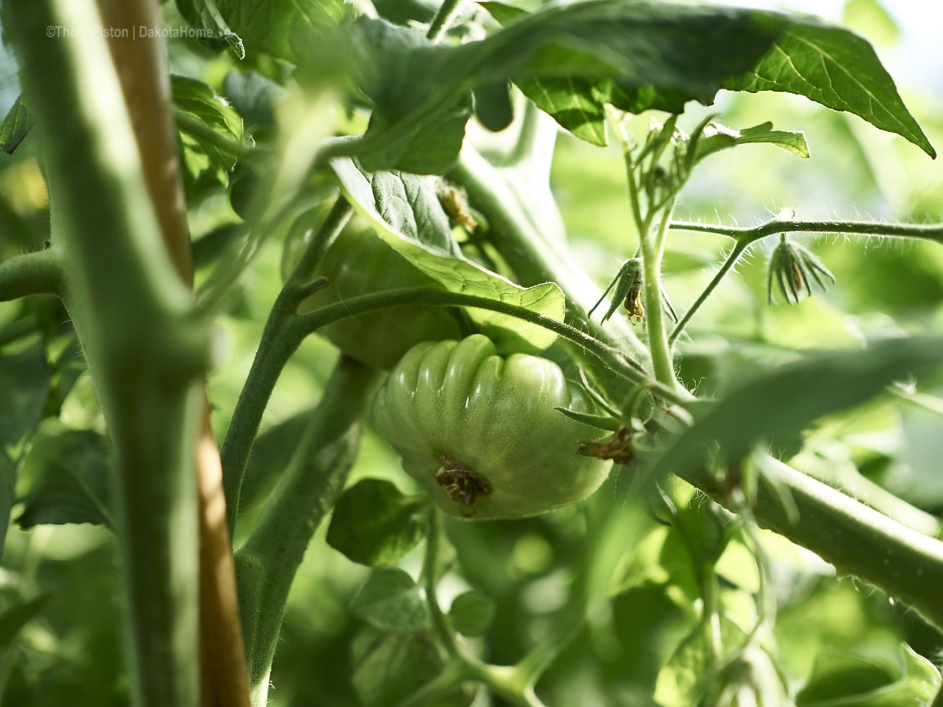 fleischtomate fiorentino at dakota home