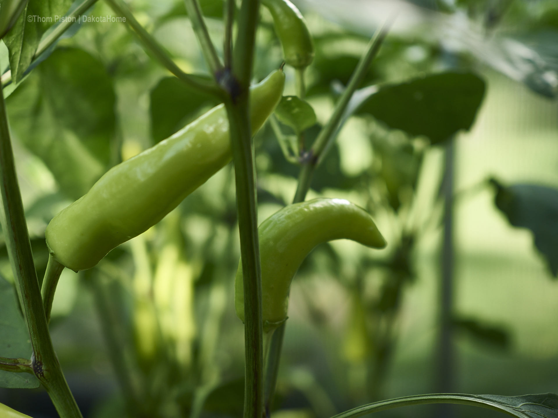 hungarian hotwax chilis at dakota home