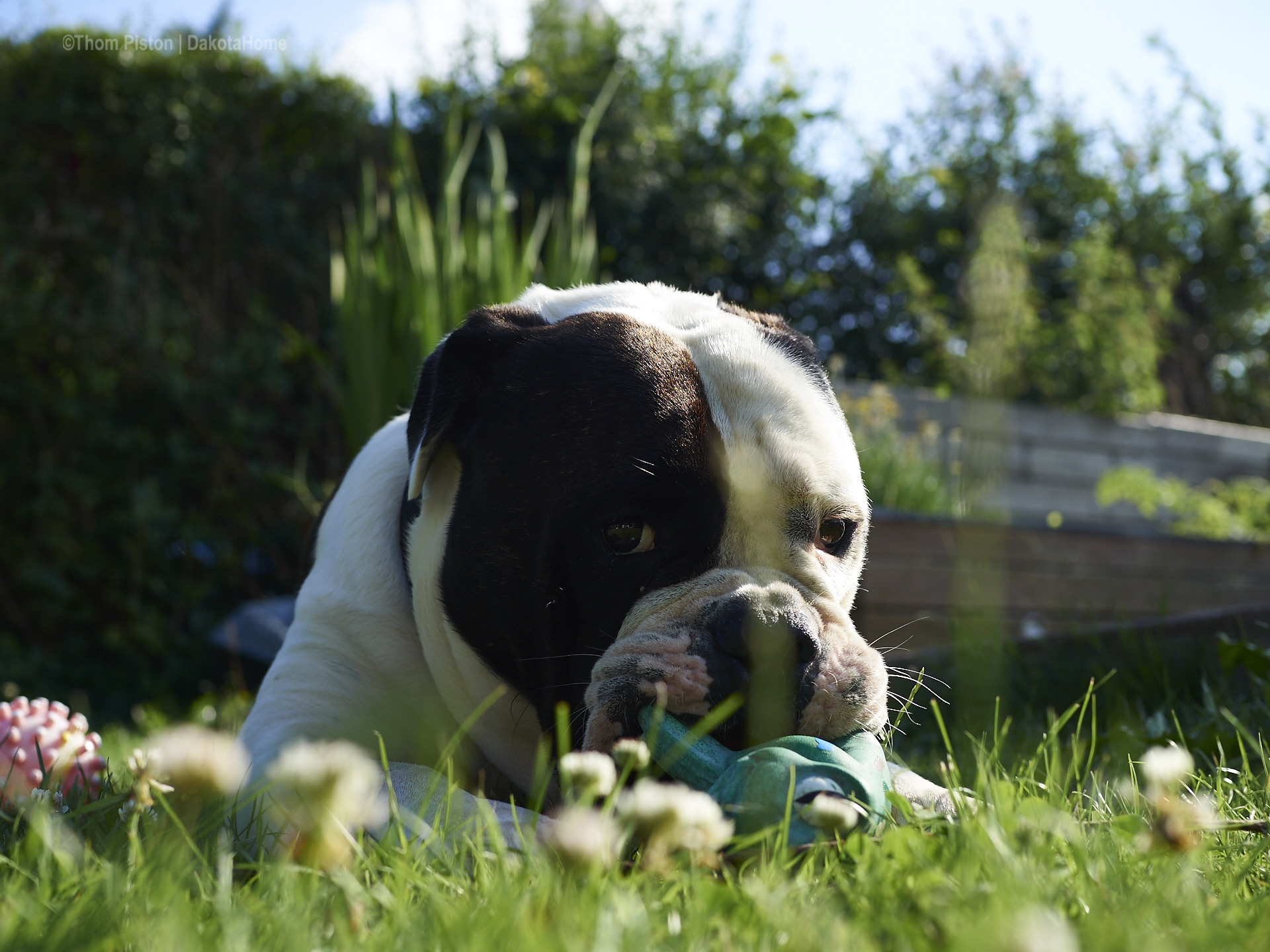 Alwin the olde british bulldog hat sein 4. geburtstag