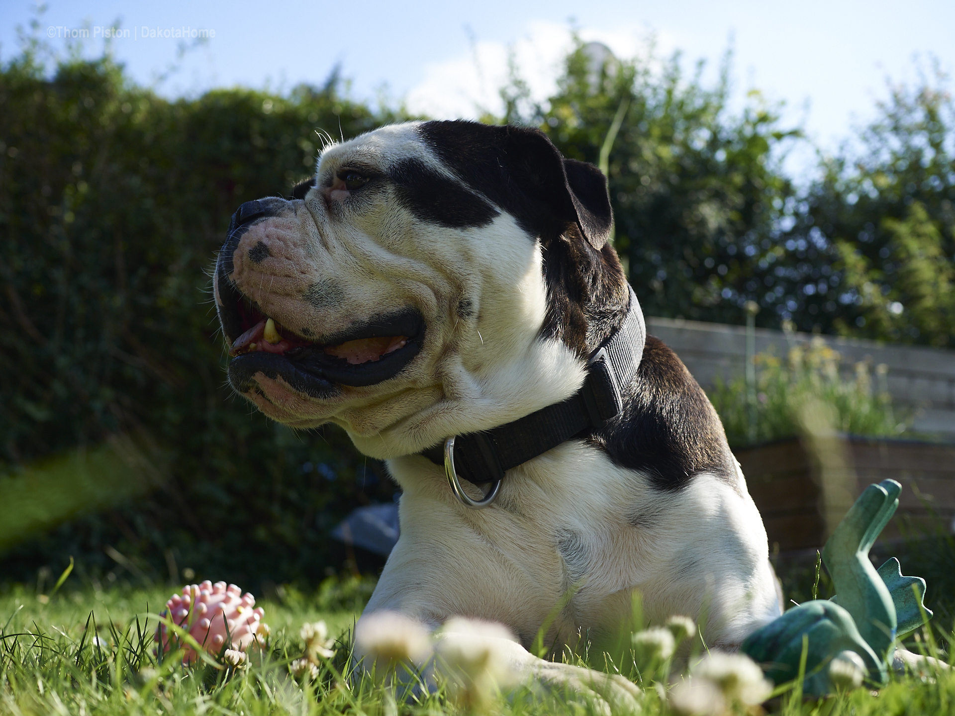 Alwin the olde british bulldog hat sein 4. geburtstag