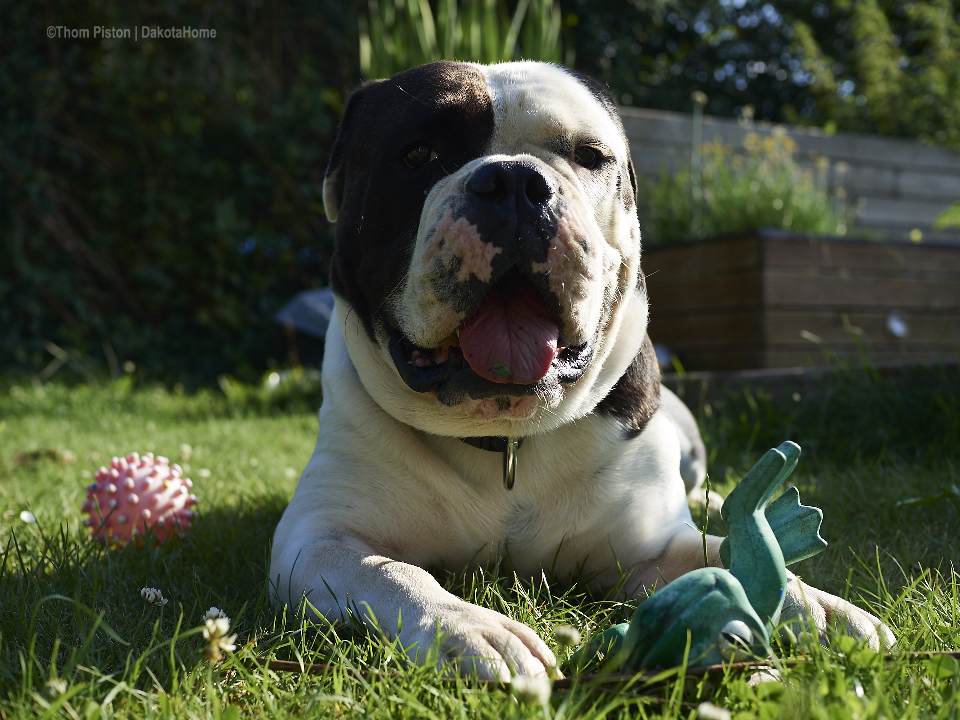 Alwin the olde british bulldog hat sein 4. geburtstag