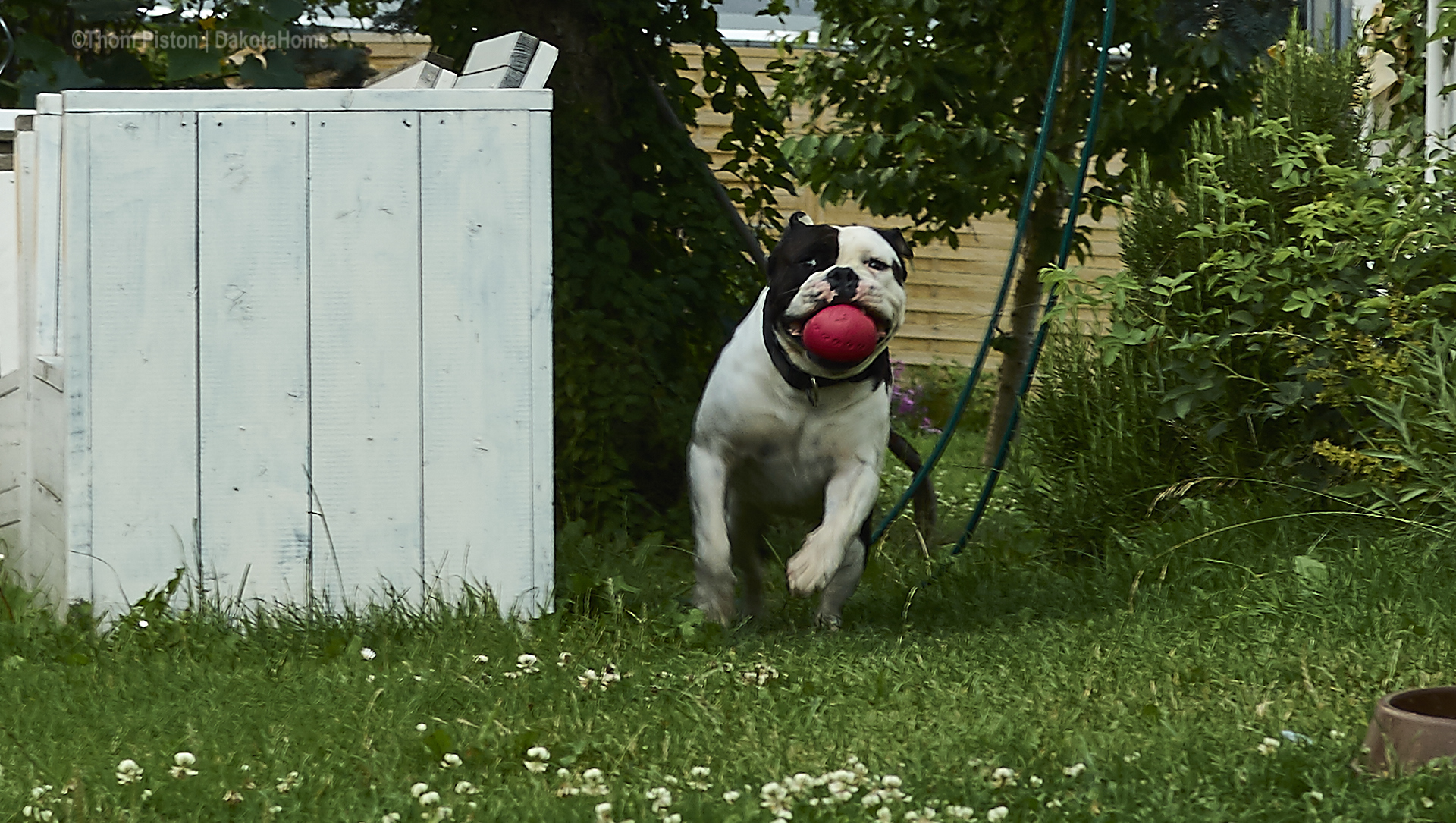 Alwin the olde british bulldog hat sein 4. geburtstag