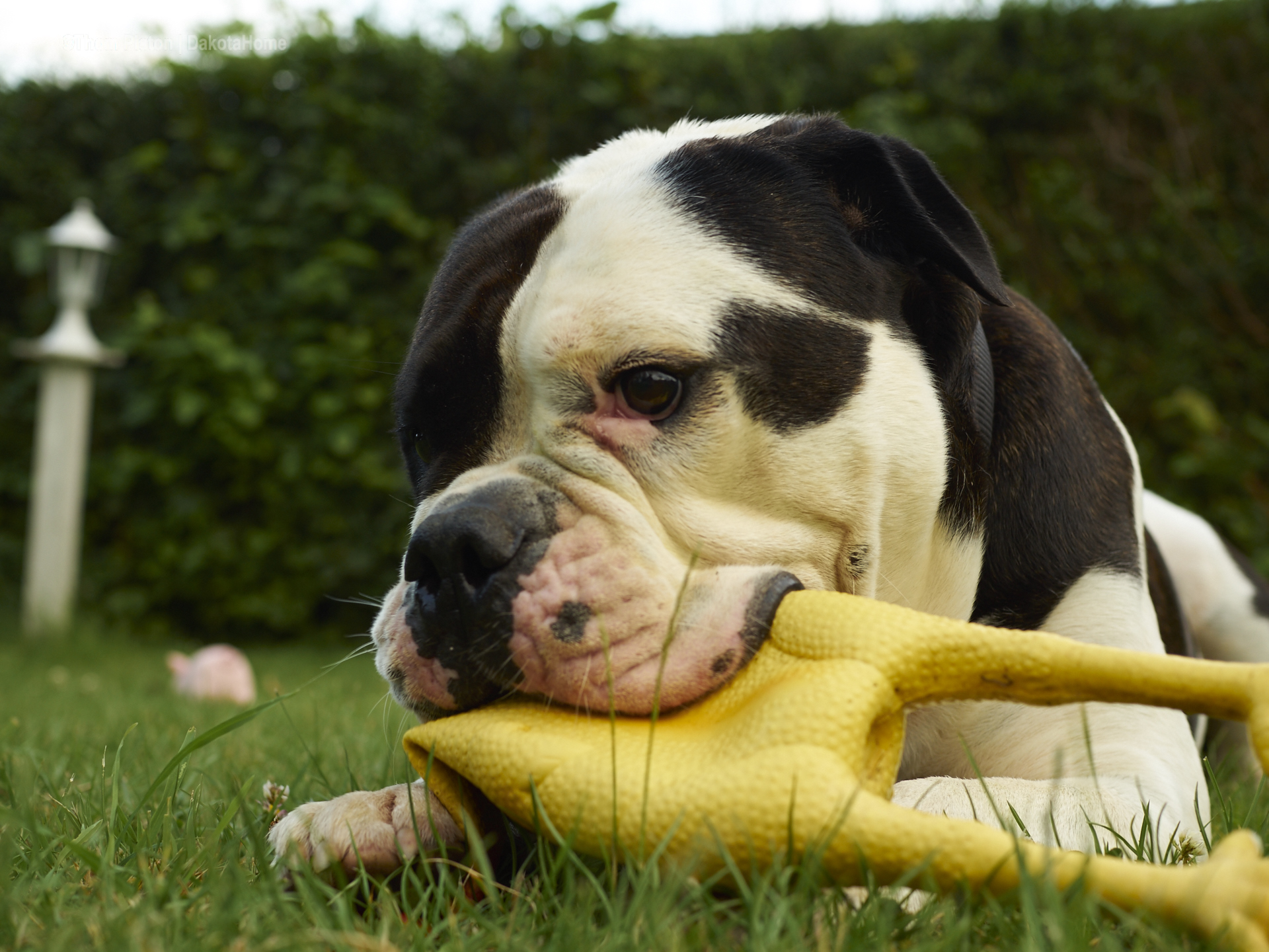 Alwin the olde british bulldog hat sein 4. geburtstag