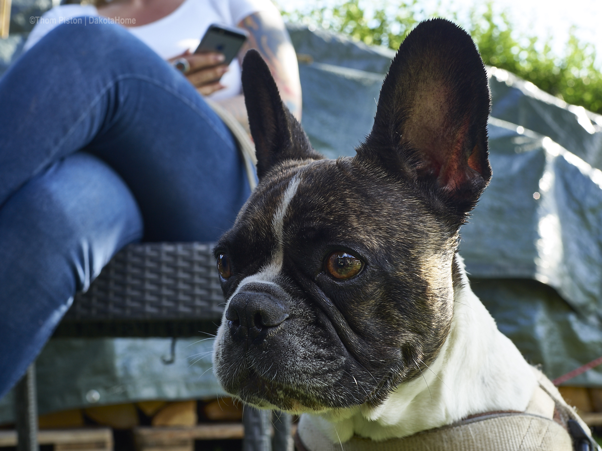 French Bulldog