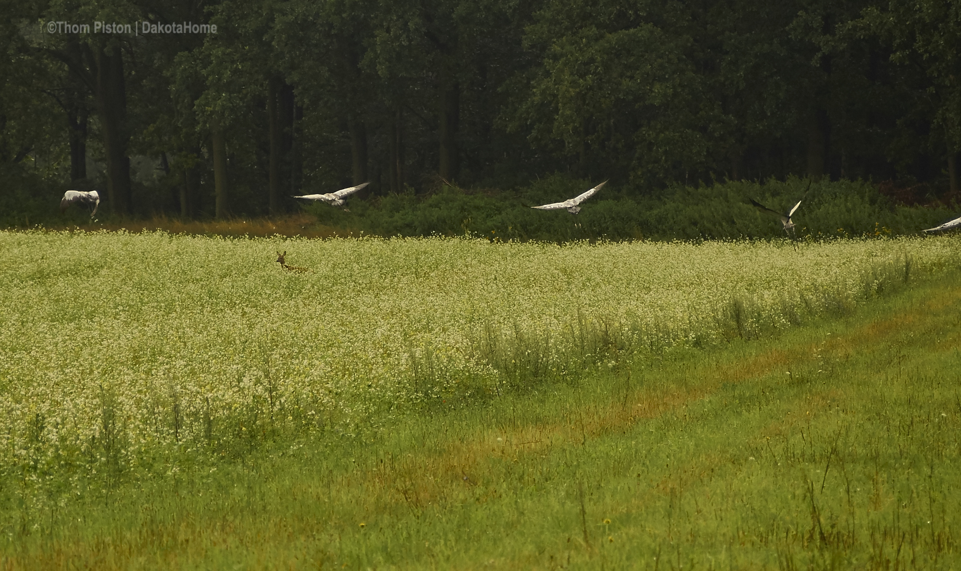 kraniche und rehe at dakota home