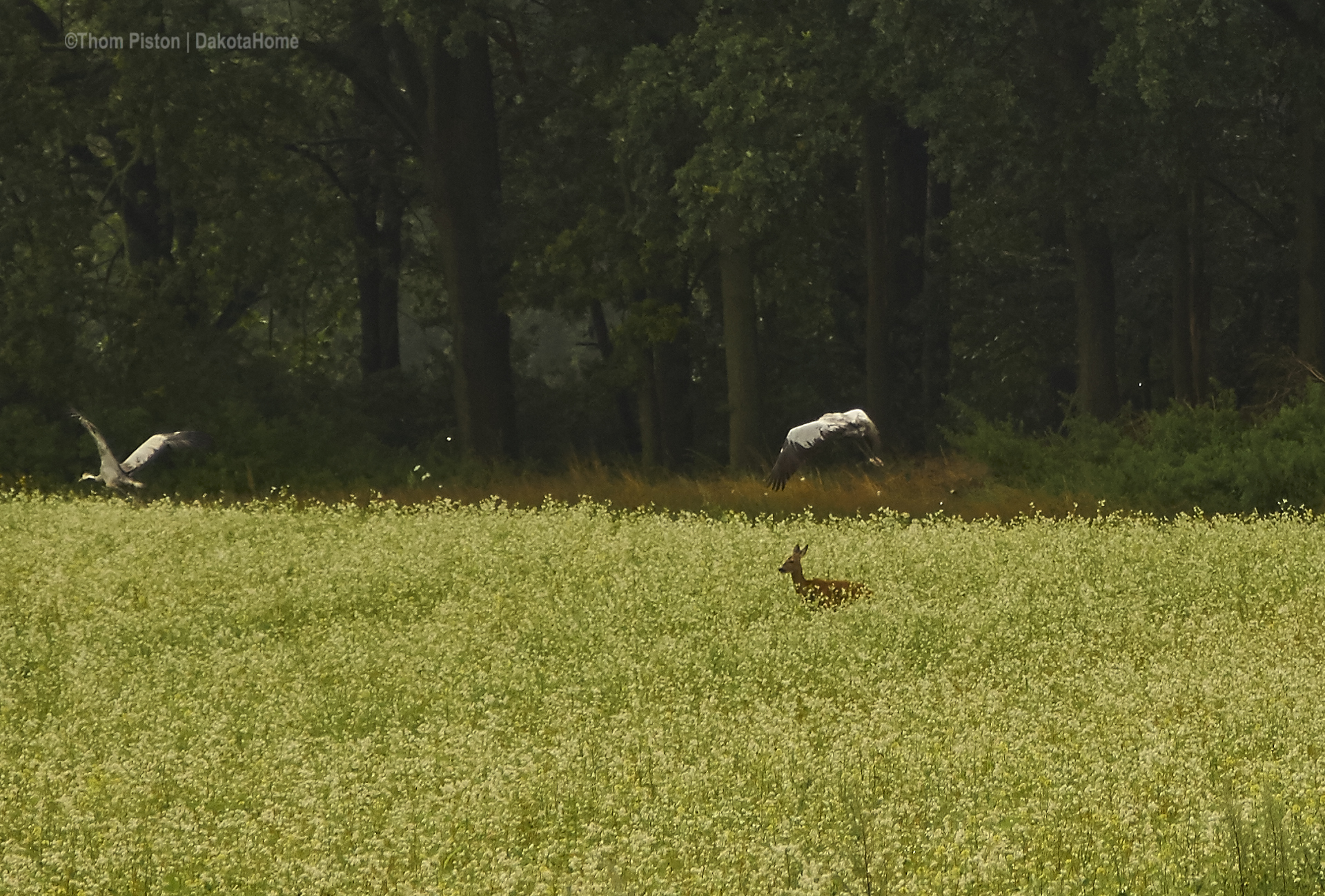 kraniche und rehe at dakota home