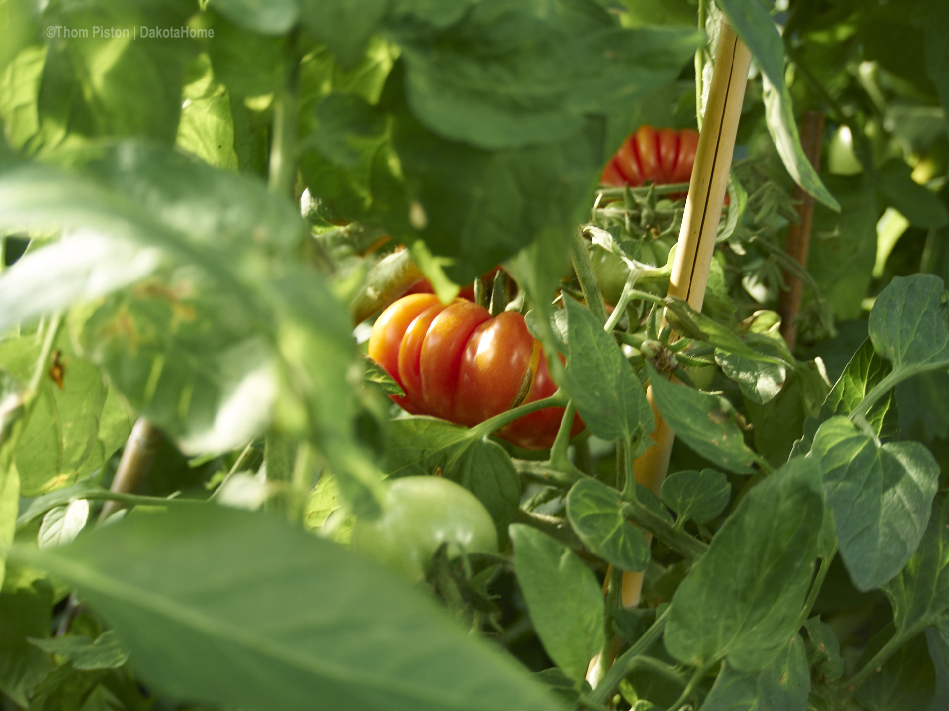 erste rote tomaten im gewächshaus / dakota home