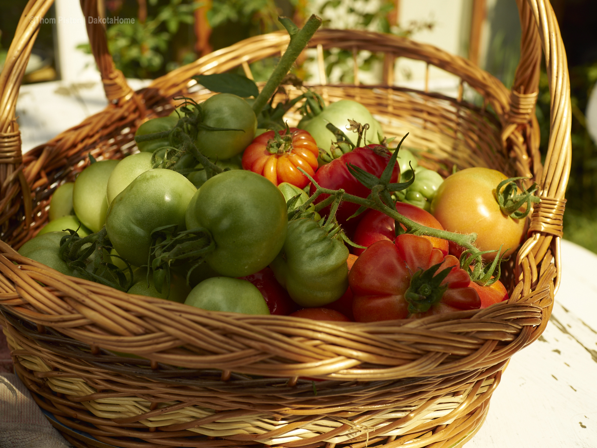 Tomatenernte, 5,75 kg