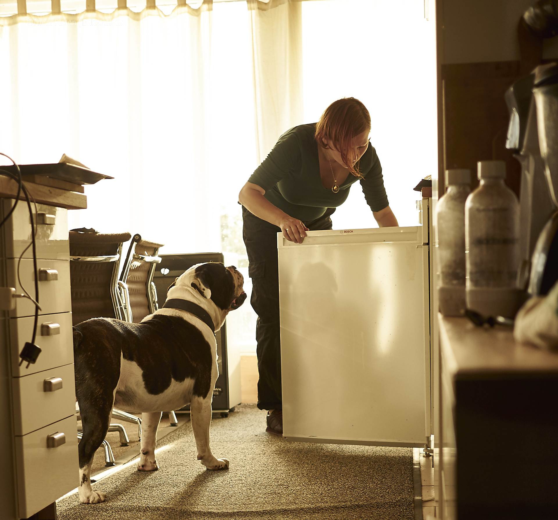 alwin the olde british bulldog muss natuerlich auch die ordnung im kühlschrank im auge behalten..