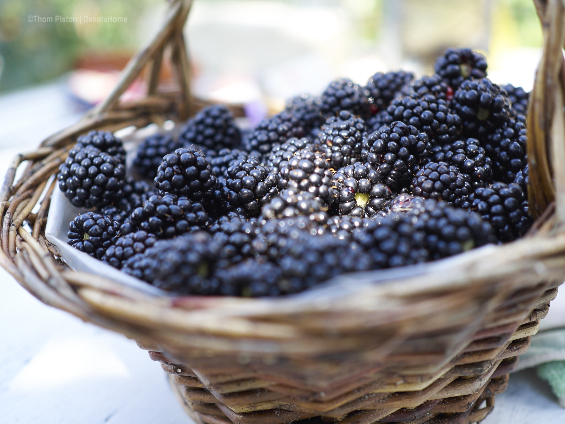 Brombeeren