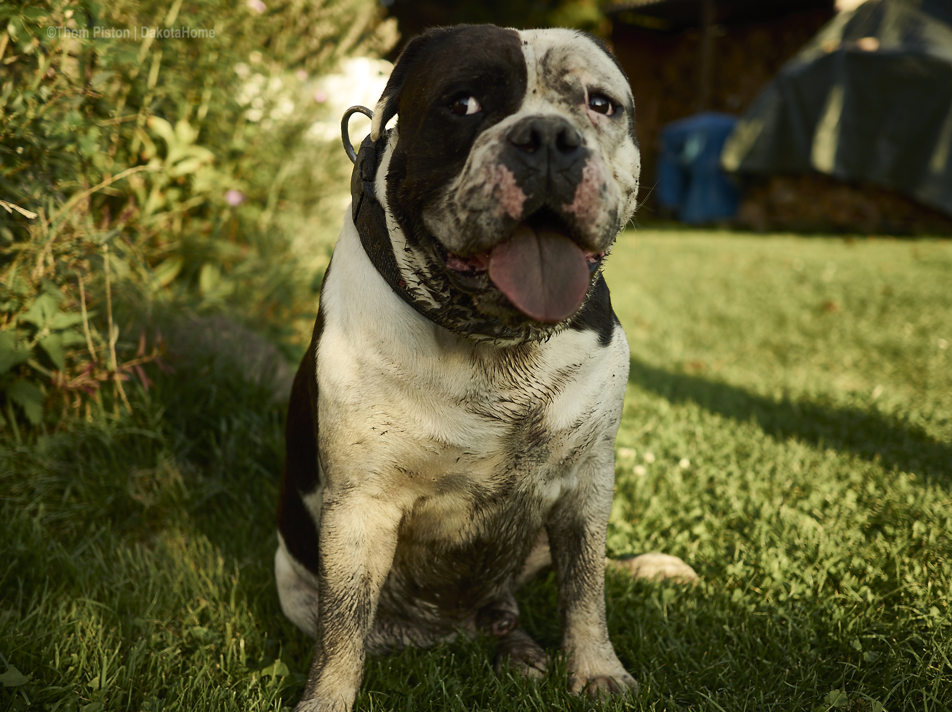 Bulldogge mit gesunder Schlammpackung