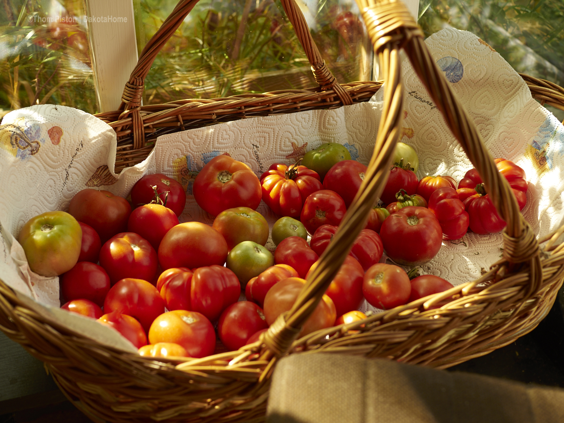 nachgereifte Tomaten aus dem Gewächshaus des Dakota Home