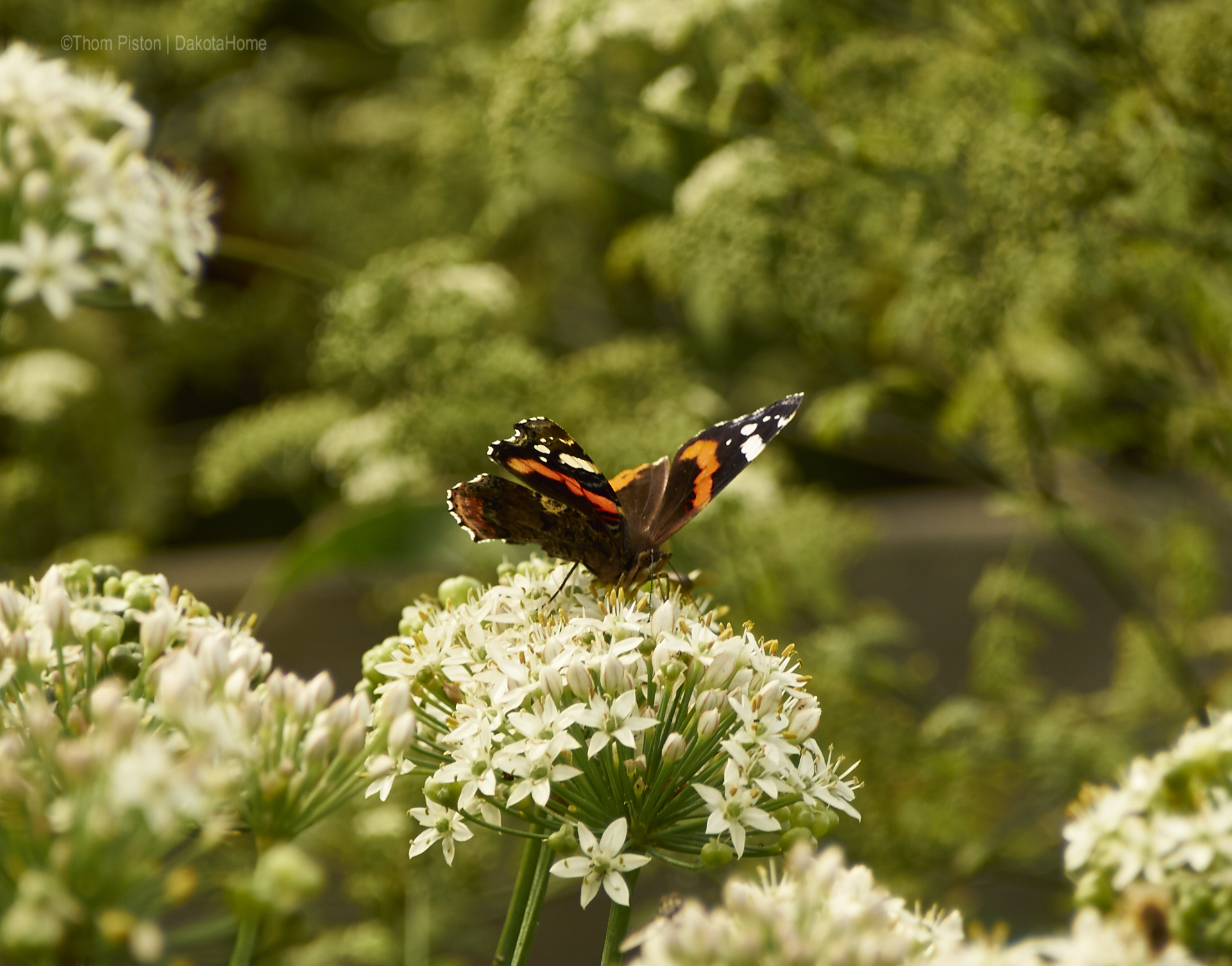 Schmetterling at Dakota Home