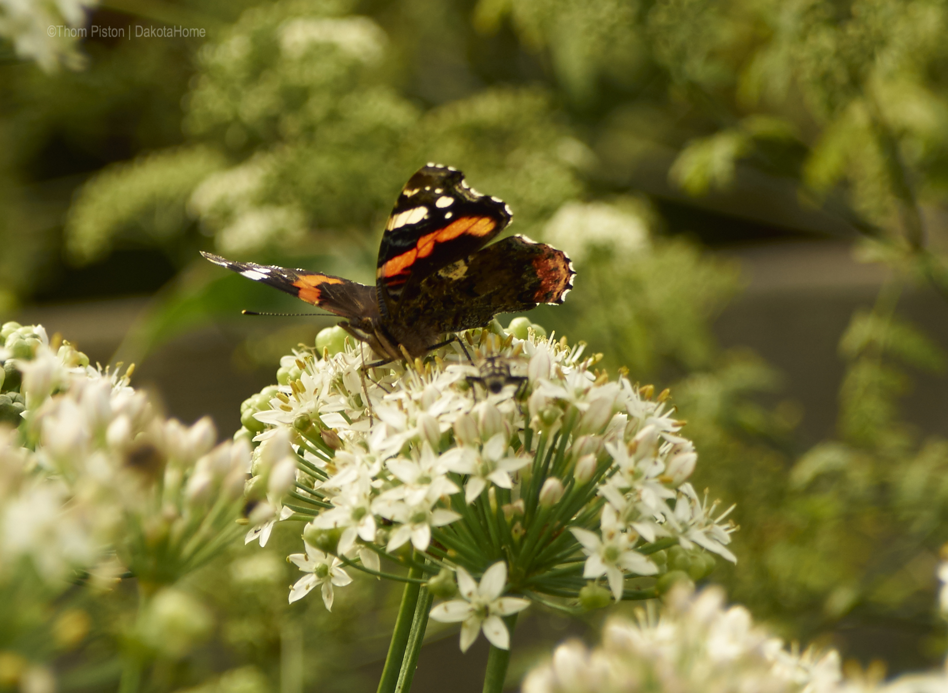 Schmetterling at Dakota Home