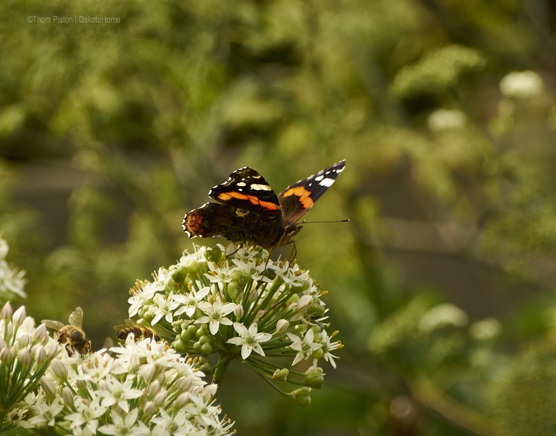 Schmetterling at Dakota Home