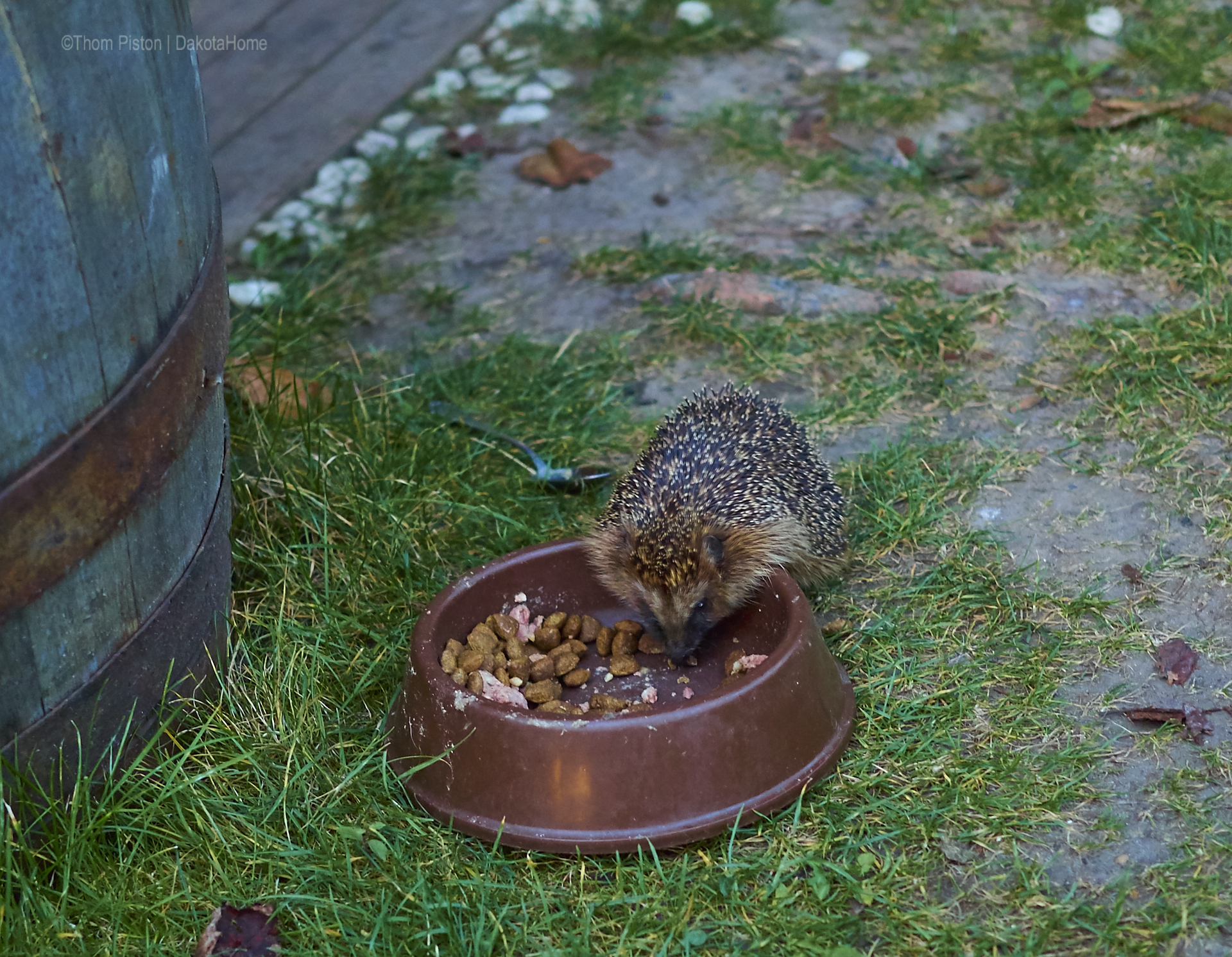 Hans Dieter der Igel